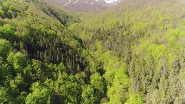 Ormanın derinliklerinde dağların üzerinden uçuş. Ukrayna Karpatlar havadan görünümü — Stok video