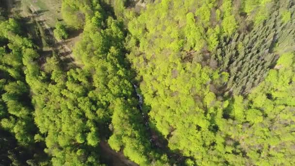 Lot nad lasem w górach. Widok z lotu ptaka ukraińskich Karpat — Wideo stockowe