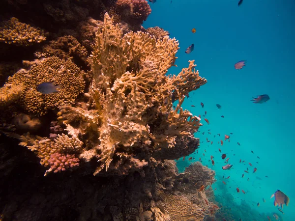 Red Sea sualtı dünyası — Stok fotoğraf