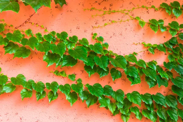 Parete rosa con edera verde — Foto Stock