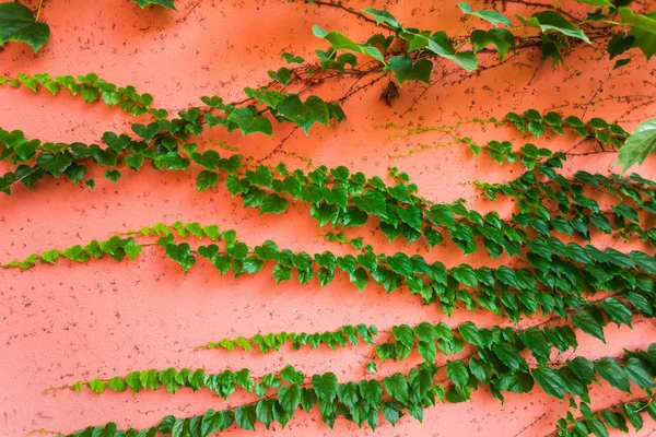 Parete rosa con edera verde — Foto Stock