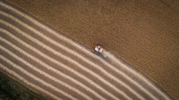 Kombajn v poli a žne pšenici. Ukrajina. Letecký pohled. — Stock fotografie