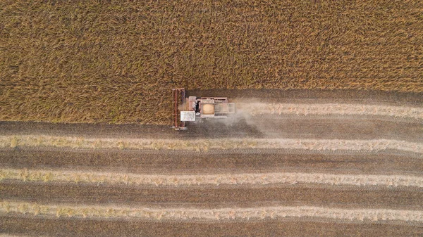 Kombajn v poli a žne pšenici. Ukrajina. Letecký pohled. — Stock fotografie