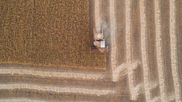 Harvester machine working in field . Combine harvester agriculture machine harvesting golden ripe wheat field. Agriculture. Aerial view. From above.