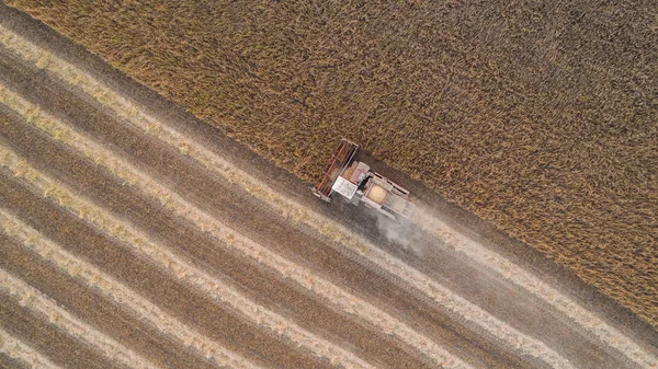 Récolteuse travaillant dans les champs et fauche le soja. Ukraine. Vue aérienne . — Photo