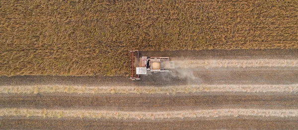 Харвестер работает в поле и косит соевые бобы. Украина. Вид с воздуха . — стоковое фото