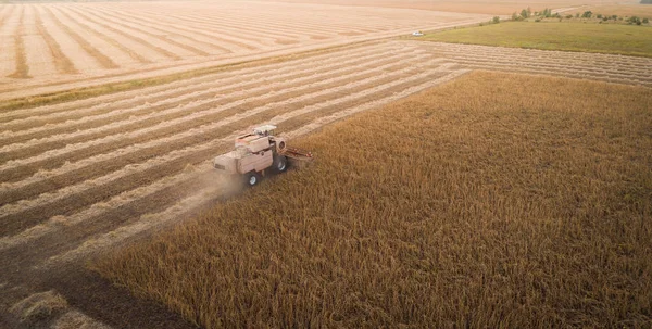 Harvester working in field and mows soybean. Ukraine. Aerial view.