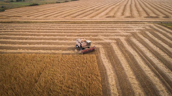 Récolteuse travaillant dans les champs et fauche le soja. Ukraine. Vue aérienne . — Photo