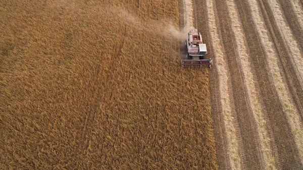 Harvester working in field and mows soybean. Ukraine. Aerial view.