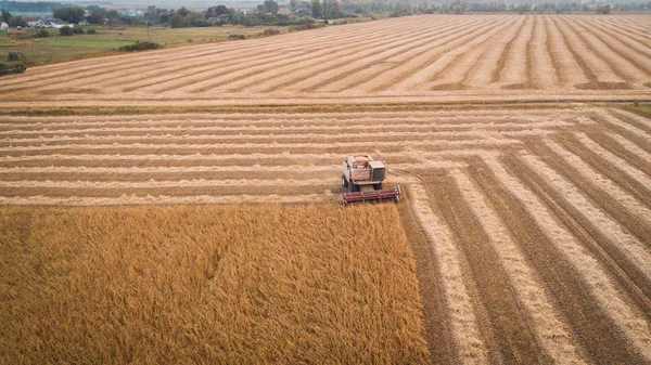 Harvester working in field and mows soybean. Ukraine. Aerial view.