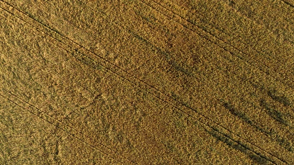 Vista aerea del campo con raccolta autunnale . Fotografia Stock
