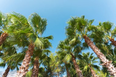 Mavi gökyüzüne karşı palmiye ağaçları.