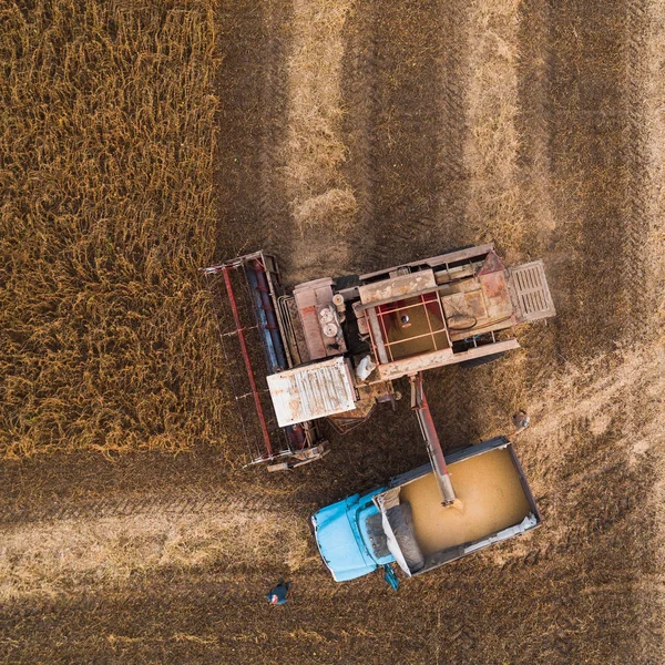 En gammal retro kombinera lossar sojabönor frön på baksidan av en lastbil för transport till kornbod. Ukraina. Flygfoto. — Stockfoto