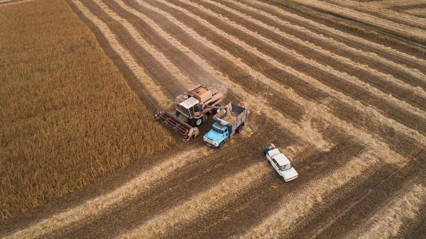 Una vecchia combinazione retrò scarica i semi di soia nel retro di un camion per il trasporto al granaio. Ucraina. Vista aerea . — Foto Stock