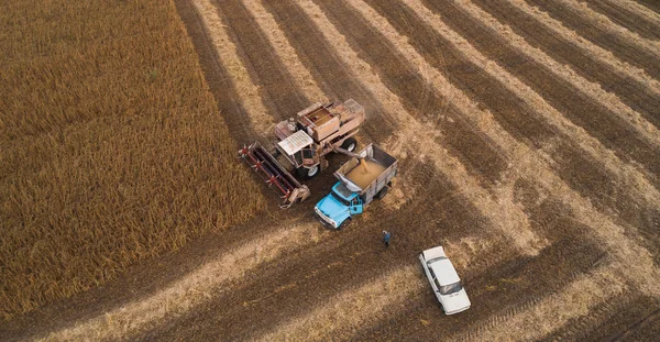 Stary kombajn retro zwalnia nasiona soi tył ciężarówki do transportu do spichlerza. Ukraina. Widok z lotu ptaka. — Zdjęcie stockowe
