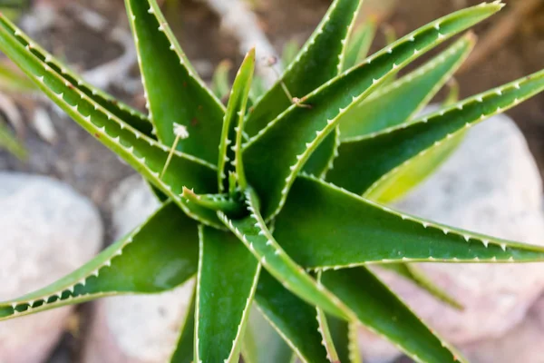 Schöne saftige grüne Pflanze Aloe Vera — Stockfoto