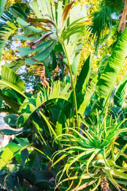 Isı seven bitkiler ile flowerbed. Aloe vera, kaktüsler ve muz ağaçları