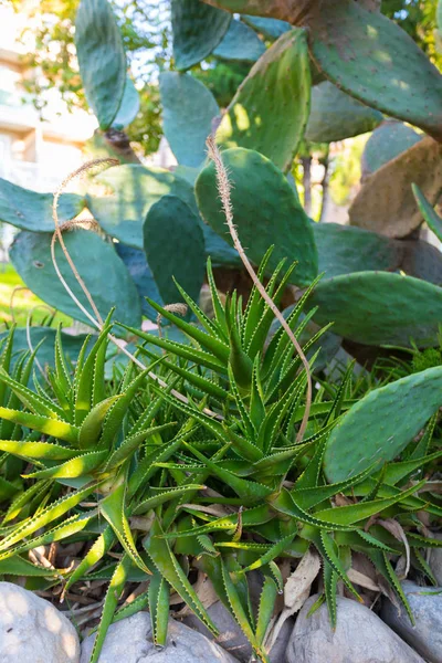 Blomsterrabatt med värmeälskande växter. Aloe vera och kaktusar — Stockfoto