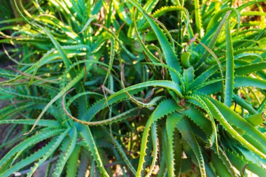 Güzel sulu yeşil bitki aloe vera