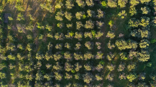 Vista superior plano aéreo de los árboles arboleda parece textura — Foto de Stock