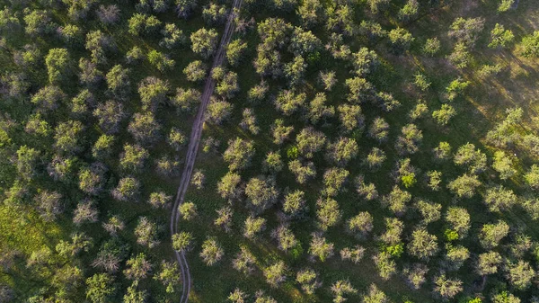 Top view aerial shot of the trees grove looks like texture — Stock Photo, Image