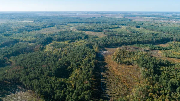 Вид з повітря на сосновий ліс і луг з звивистою дорогою — стокове фото