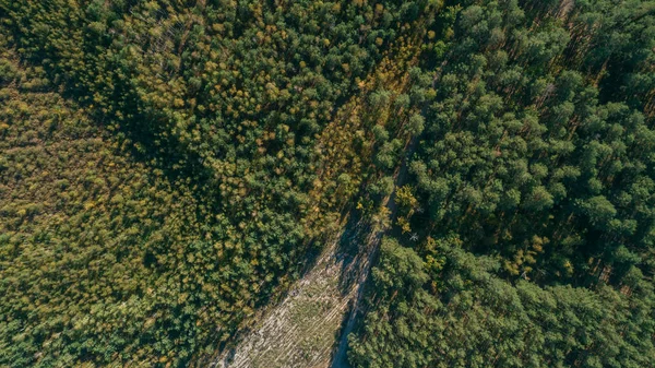 Вид з повітря на сосновий ліс і луг з звивистою дорогою — стокове фото