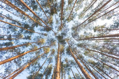 Aşağıdan yukarıya fotoğraflandı çam ormanı.