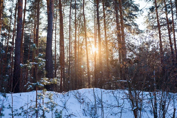 Téli táj, a fenyves erdő — Stock Fotó