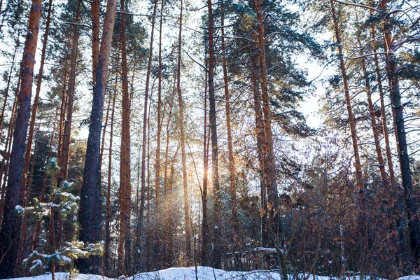 Téli táj, a fenyves erdő — Stock Fotó