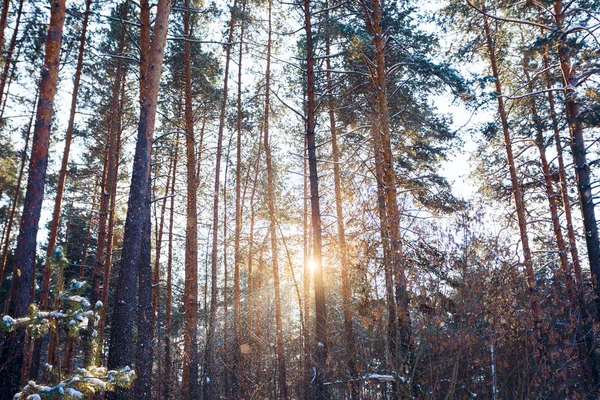 Téli táj, a fenyves erdő — Stock Fotó