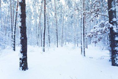 Güzel kış manzara orman karla kaplı