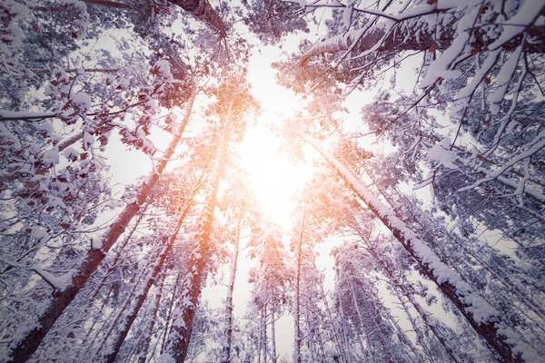 Заснеженные стволы и верхушки сосен
