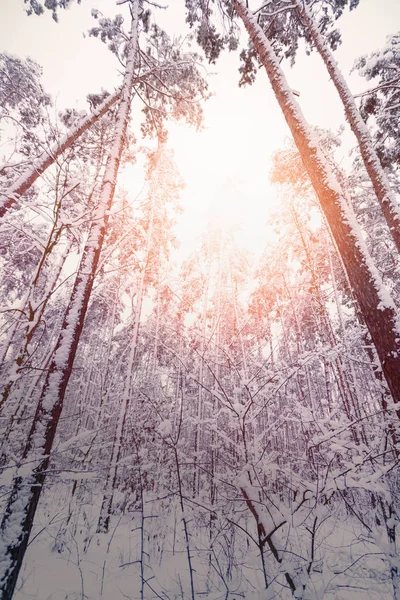 Malles et sommets de pins recouverts de neige — Photo