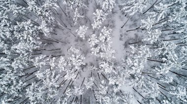 Karla kaplı üstleri pines hava görünümünü. Üstten görünüm