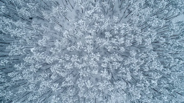 Vista aérea de topos cobertos de neve de pinheiros. Vista superior — Fotografia de Stock