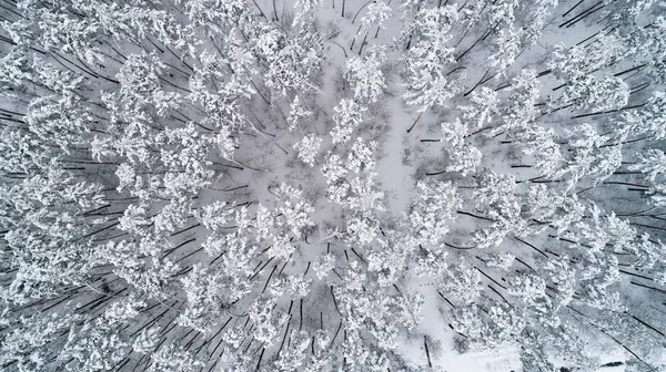 Aerial view of snow-covered tops of pines. Top view