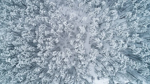 Vista aérea de topos cobertos de neve de pinheiros. Vista superior — Fotografia de Stock
