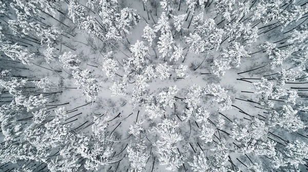 Vista aérea de pinos cubiertos de nieve. Vista superior — Foto de Stock