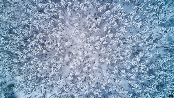 Luftaufnahme von schneebedeckten Wipfeln von Kiefern. Ansicht von oben — Stockfoto