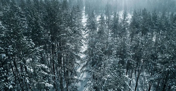 Letecký pohled na borový les v zimě. — Stock fotografie