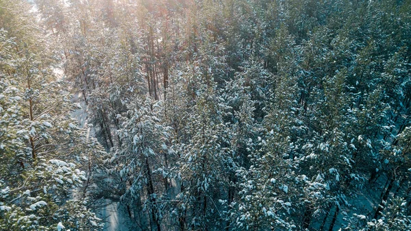 A légi felvétel a fenyves erdő télen. — Stock Fotó