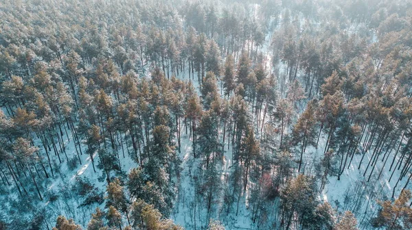 Вид з повітря на сосновий ліс взимку . — стокове фото