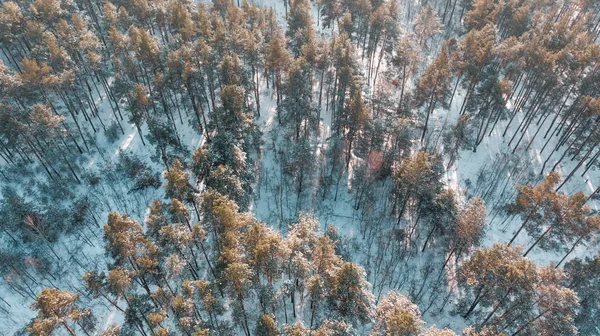 Aerial view of the pine forest in winter. — Stock Photo, Image