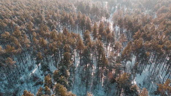 Вид з повітря на сосновий ліс взимку . — стокове фото