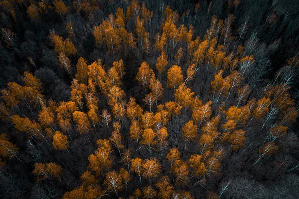 Осінній ліс вид з повітряного безпілотника — стокове фото
