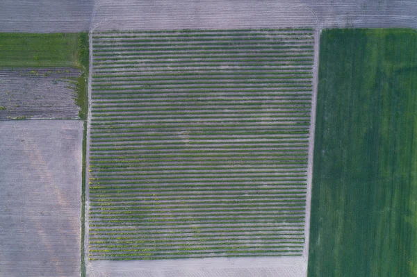 Vista aérea de un campo cortado en diferentes partes. Adorno natural — Foto de Stock