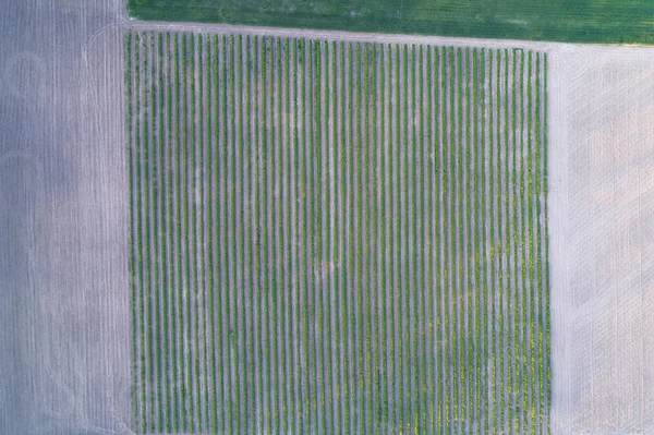 Veduta aerea di un campo tagliato in diverse parti. Ornamento naturale — Foto Stock