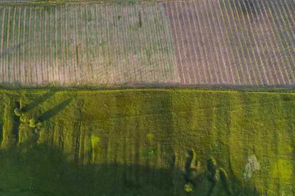 Vue aérienne d'un champ coupé en différentes parties. Ornement naturel — Photo