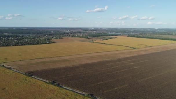 Flying over the yellow fields with a ripe crop in sunny autumn weather — Stock Video